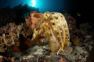 Cuttlefish garden by Steven Miller 